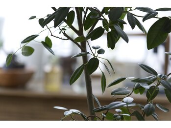 アロマプラント(Aroma Plant)