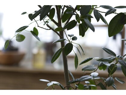 アロマプラント(Aroma Plant)の写真