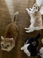 デイジー(DAISY)&nbsp;猫を飼っています