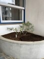 整体なかきど 広川店&nbsp;玄関のオリーブの木が大きく育つといいな♪