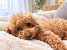 エヌケア(N-care)の雰囲気（看板犬です♪癒しをお届けできるように頑張ります！！）
