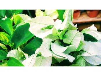 リカ/ブーゲンビリア