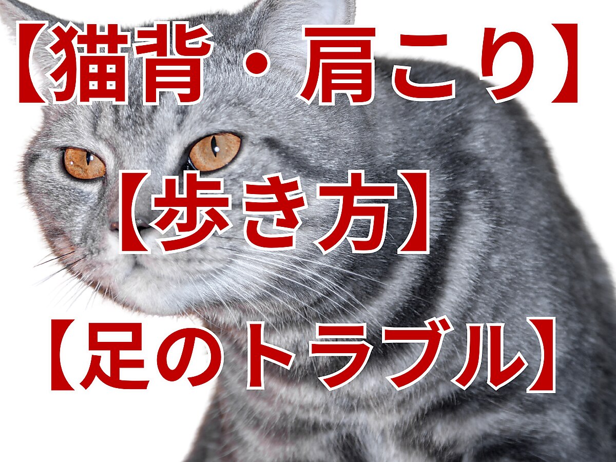 ボディ・フェイスケア nico ボディ・フェイスケア VONMIE NICOBELT BLACK ボディ・フェイスケア