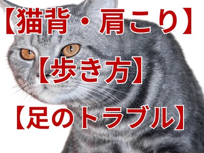 ニコ(niko)の写真