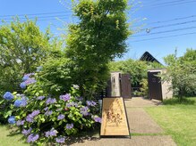 絡流(Rakuryu)/紫陽花が立派に咲いた♪