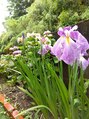 ことり&nbsp;庭に、しょうぶと紫陽花が咲きました♪