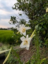さら紗/8月に咲くタカサゴユリ