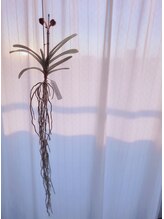 ショコラ/観葉植物が好きです