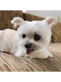 シェリーココ(cherie CoCo)&nbsp;実家にいる愛犬♪いつも舌が出ている所が可愛くて大好きです★