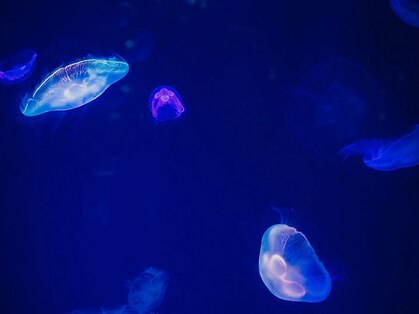 カナサ(Kanasa)の写真