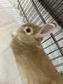 ラウラ(Laula)&nbsp;うさぎさん飼ってます♪