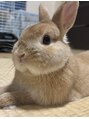 ロレインブロウ 高槻店 ペットのきなこです♪動物好きな方是非お話ししましょう!