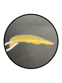 毛穴専科/ワックス脱毛メンズok/沖縄/那覇