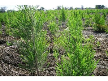 ハナ モリオカ(Hana Morioka)/ティートリー/フロリハナ