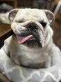 キーニイマルニ(key202) 愛犬です☆
