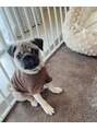 リムビューティー 自由が丘(RymBeauty)&nbsp;パグくんが家族の仲間になりました