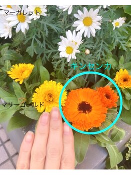 桃の木 吉祥寺店/自爪散歩　キンセンカ