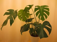 坂口カイロプラクティック整体院/整体/ヘッドスパ/腰痛/肩こり