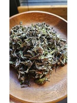 ミホズルーム(Miho‘s room)/新しく仲間入りのよもぎ