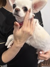 看板犬とネイル