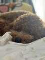 リラ鍼灸接骨院(Rela鍼灸接骨院)&nbsp;愛犬の寝顔を撮るのが私の癒しです！