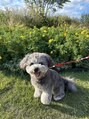 ウィルユー(will.u) 我が家の愛犬です♪