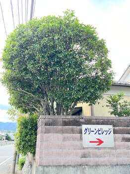 リノア(linoa)/大きな金木犀の木があります