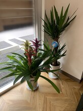 カルム(CALME)/観葉植物　１