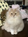 ゆびノさき イケブクロ(ゆびノさき+ikebukuro) 可愛い猫ちゃん飼ってます♪