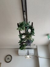 カルム(CALME)/観葉植物　２