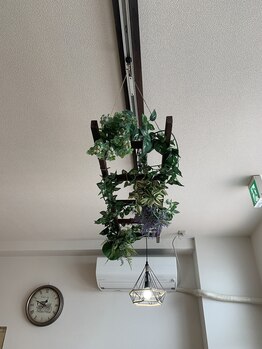 カルム(CALME)/観葉植物　２