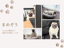 レイミー(reimee)/【看板犬】まめぞう