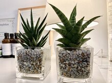 テールボーテ(Terre beaute)/仲間入り☆