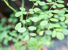 よもぎ蒸し ココ(COCO)/モリンガ蒸し☆