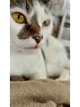 リーフ(Leaf.)&nbsp;愛猫のきなこ☆舌半出しの顔がお気に入り☆(^-^)