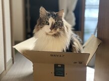 マドロマ(Madoroma)の雰囲気（猫でかゆみやくしゃみが出たり、猫が苦手な方はお断りしています）