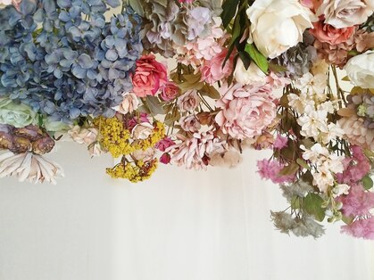 コトン(coton)の写真
