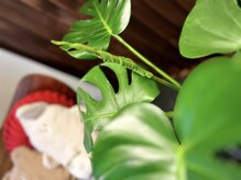 立川レディース鍼灸マッサージ はるはる/観葉植物、成長中です♪