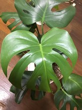 ラピスミー(mii)/サロン内