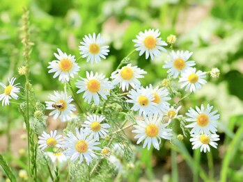 フゥ(Fuu...)/畑で育てたハーブ