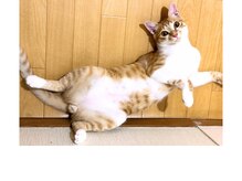 ロマニフ(Romanif)/姿を見れたらラッキー！？