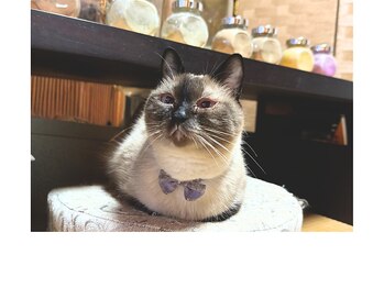 ロマニフ(Romanif)/気づいたらそこにいます