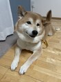 チェスナッツルーム(Chestnuts room) 実家でもふもふな柴犬飼ってます!癒しです