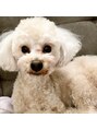 トゥルーアイ 渋谷道玄坂店(TRU EYE) 愛犬クレア君です☆☆性格が面白くて毎日癒されます♪