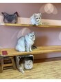 リーフ 本店 猫カフェマニア！月に何度か通うのが趣味！！