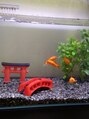 ポーラ NATURU店(POLA)&nbsp;家族の金魚ちゃんです。水槽を見ていると癒されます。