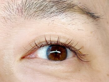 ダズル(DAZZLE)/フラット　全体カラー100本