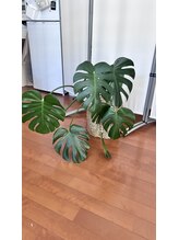 リリースパ 辻堂店(Lily spa)/観葉植物達もお出迎え！