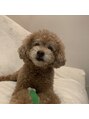 ココ 大府店(Beautysalon COCO) 実家にトイプードルの男の子います★