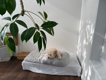 フゥ(Fuu...)/木漏れ日の中で寛ぐ時間